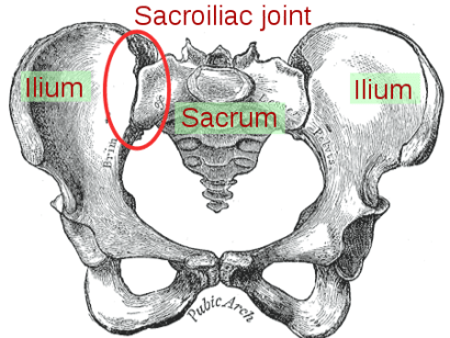 450px-Sacroiliac_joint.svg